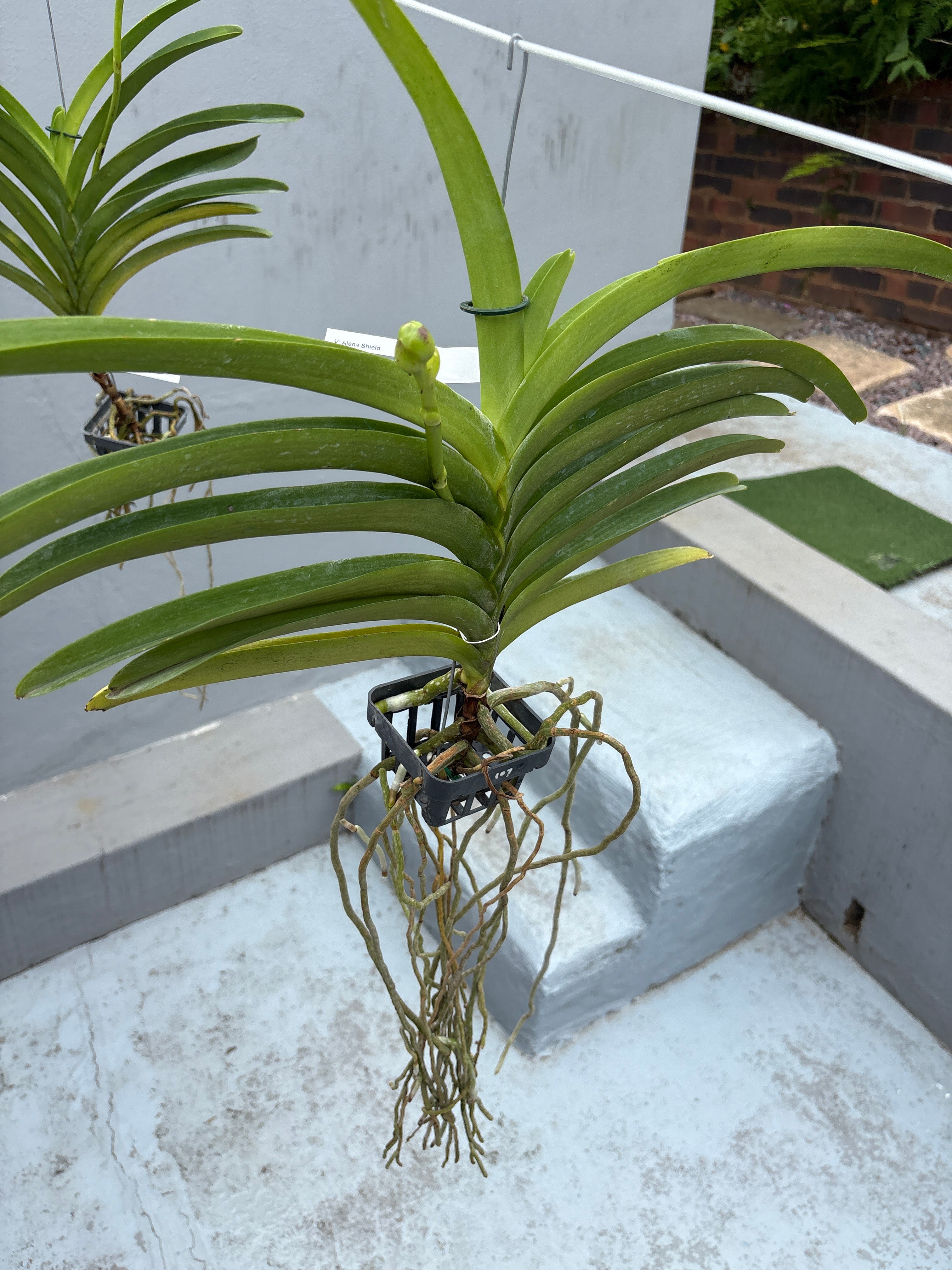 Vanda ‘Alena Shield’ – In Spike (Exact Plant)