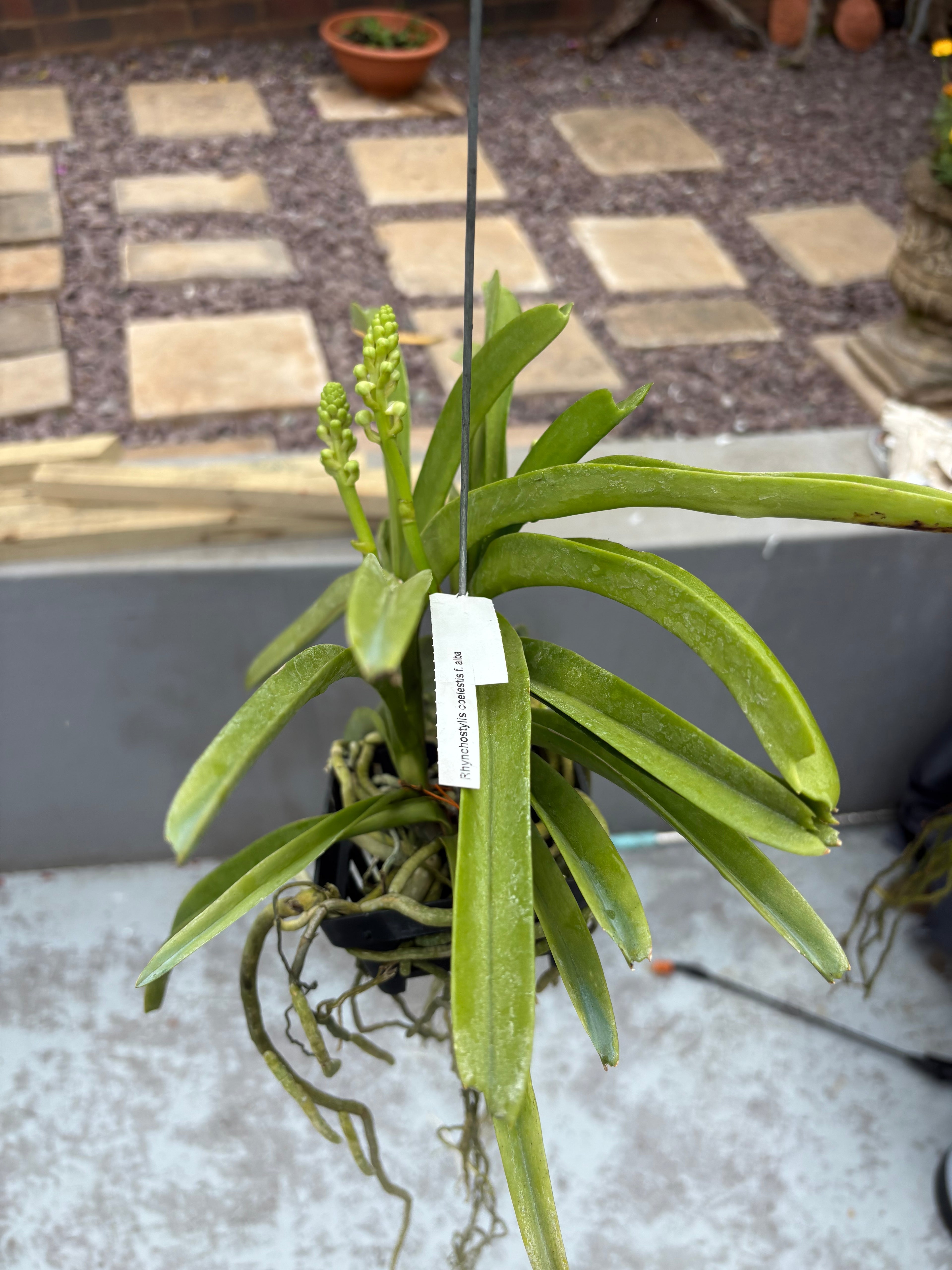 Rhynchostylis coelestis f. alba – In Spike (Exact Plant)