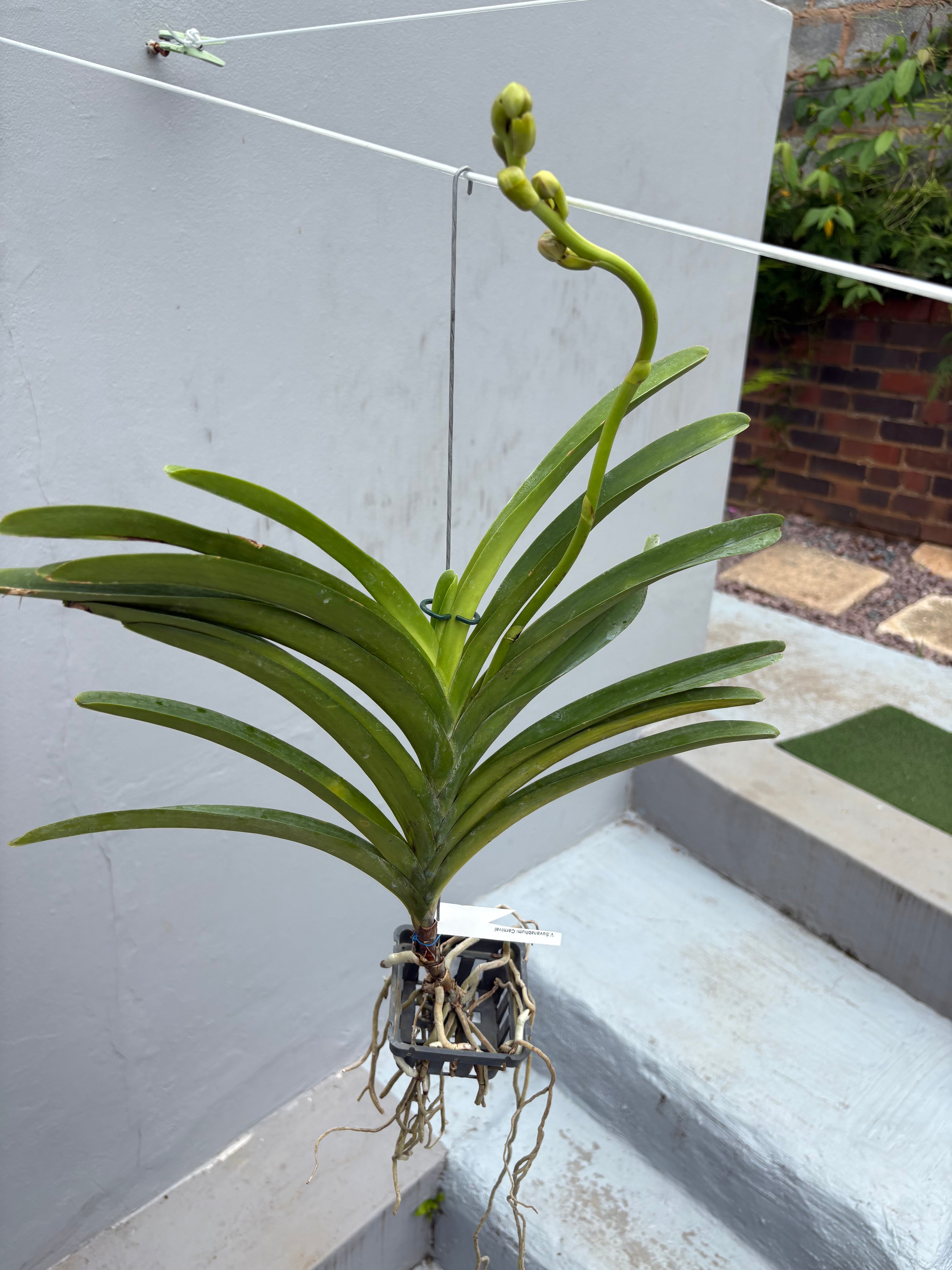 Vanda ‘Suvarnabhumi Carnival’ – In Spike (Exact Plant)