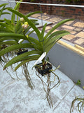 Vanda ‘Alena Shield’ – In Spike (Exact Plant)