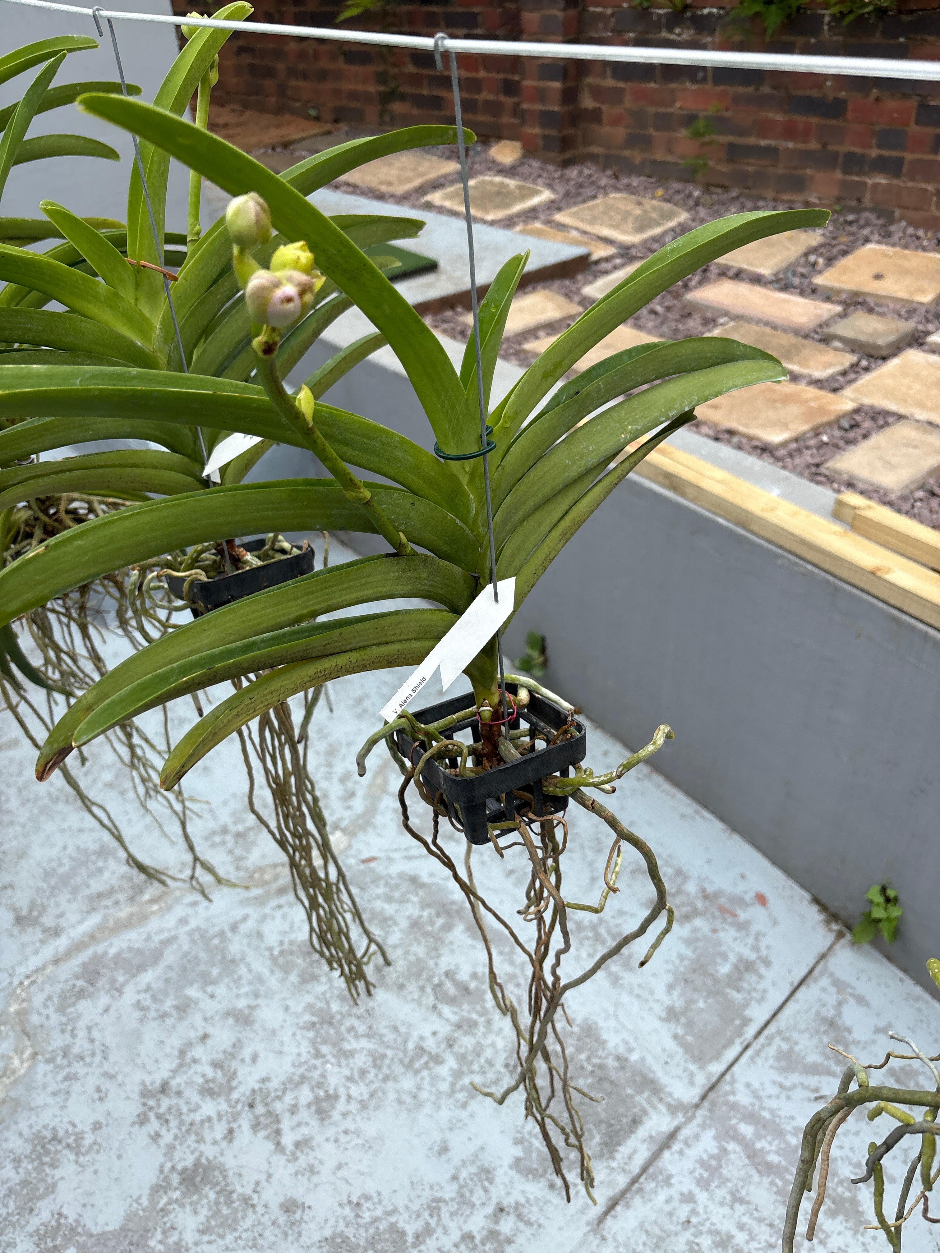Vanda ‘Alena Shield’ – In Spike (Exact Plant)