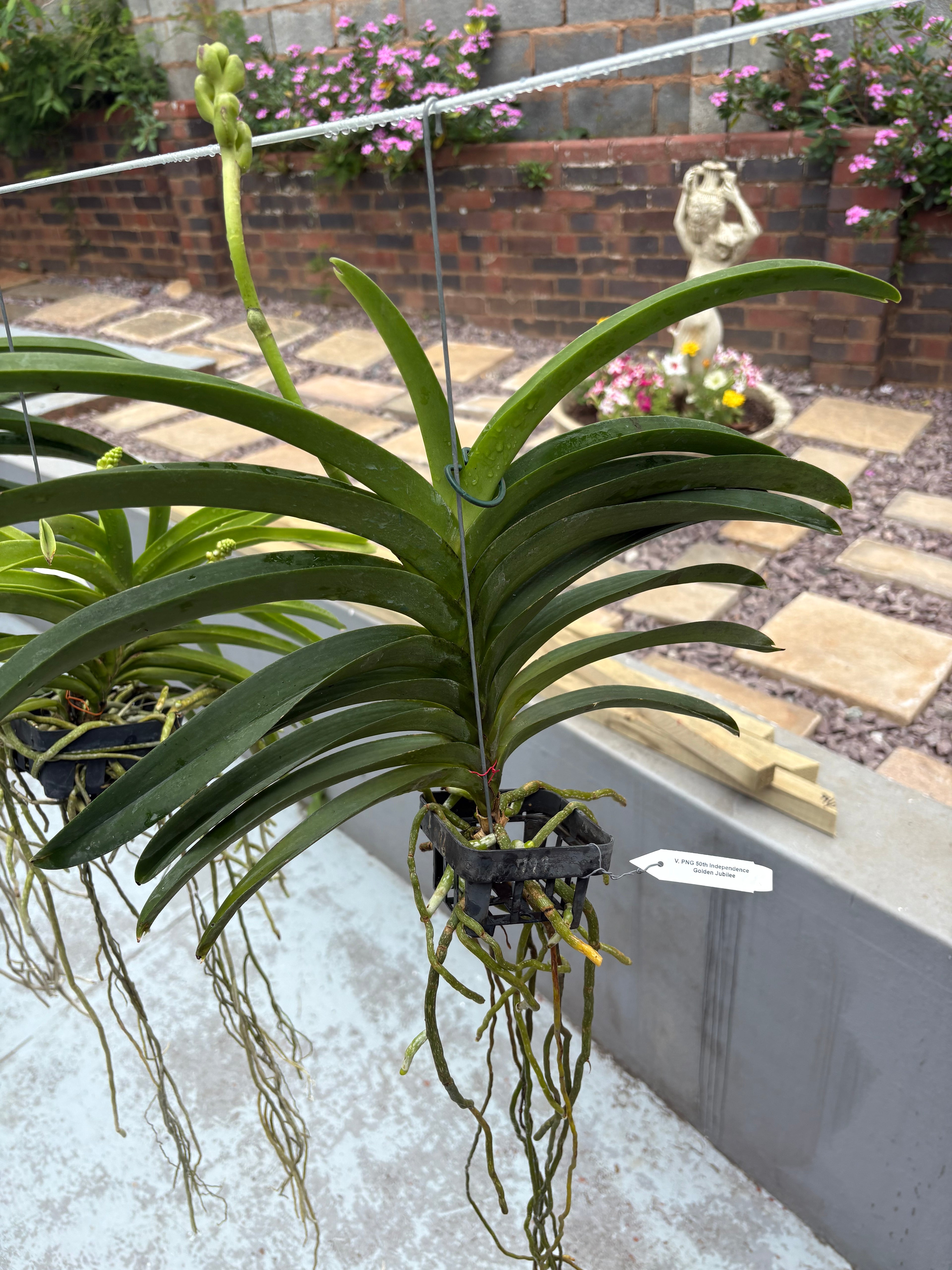 Vanda ‘50th Jubilee’ – In Spike (Exact Plant)