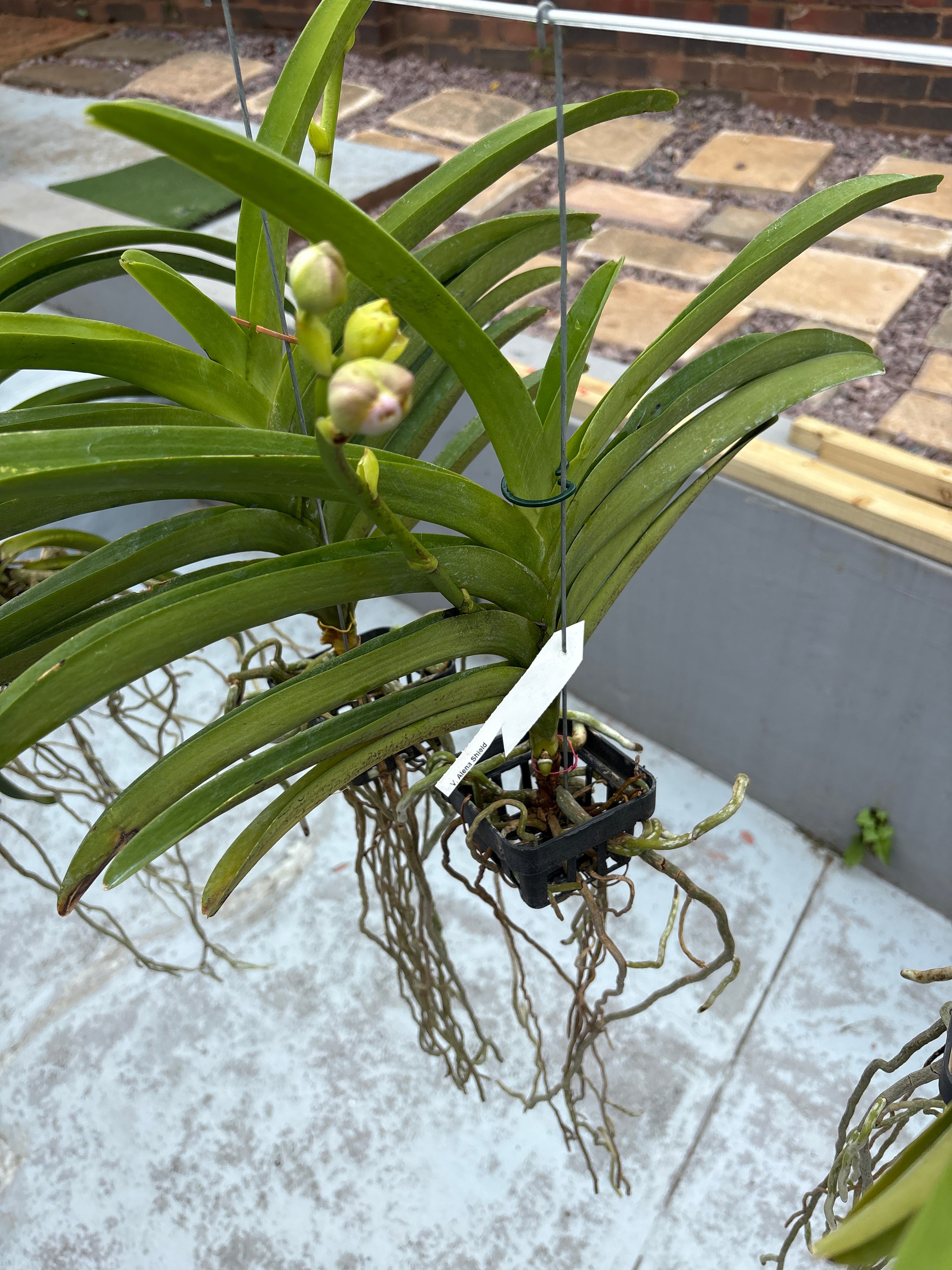 Vanda ‘Alena Shield’ – In Spike (Exact Plant)