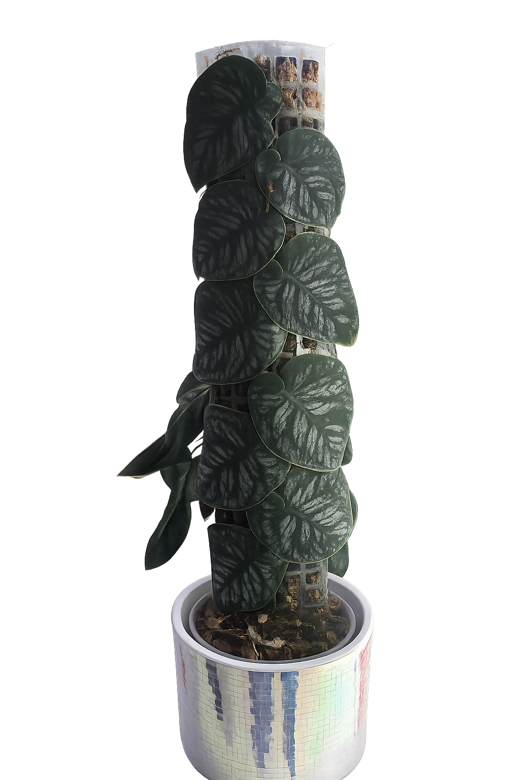 Scindapsus treubii - Dark Form