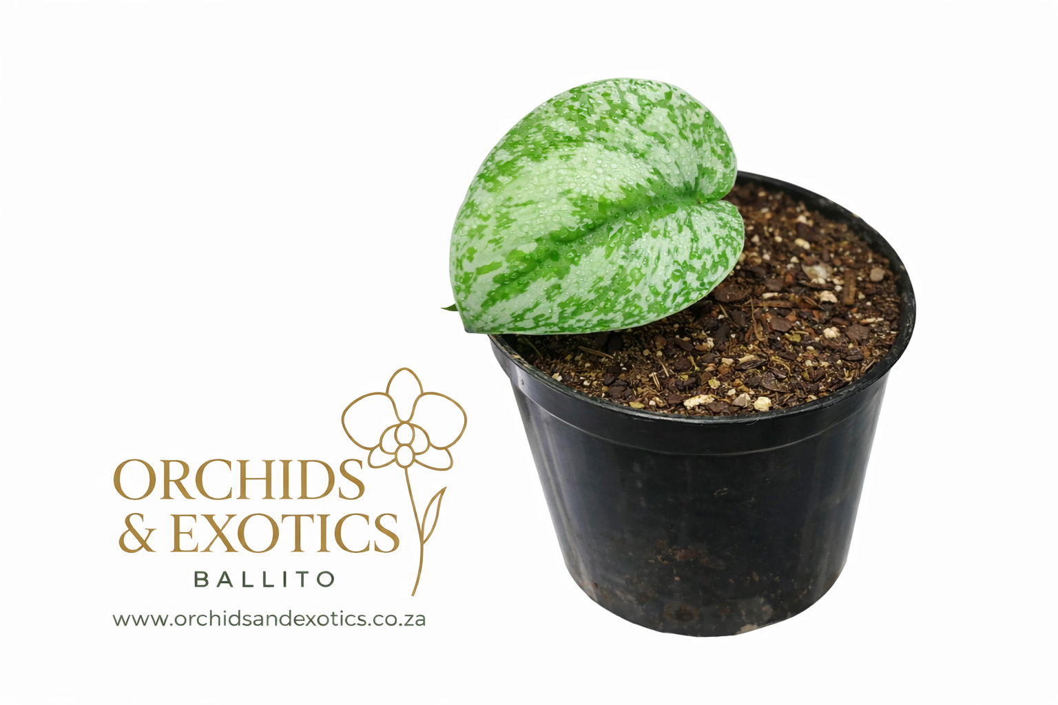 Scindapsus pictus ‘Exotica’ – Juvenile Silver Aroid