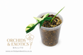 Variegated Aroid – Starter Plant