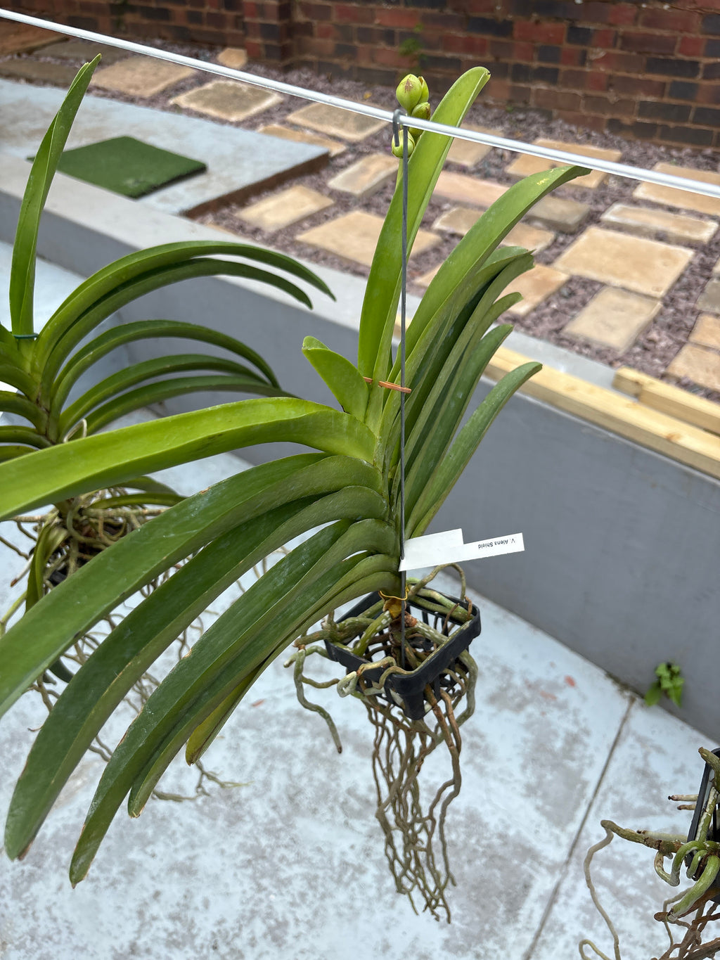 Vanda ‘Alena Shield’ – In Spike (Exact Plant)