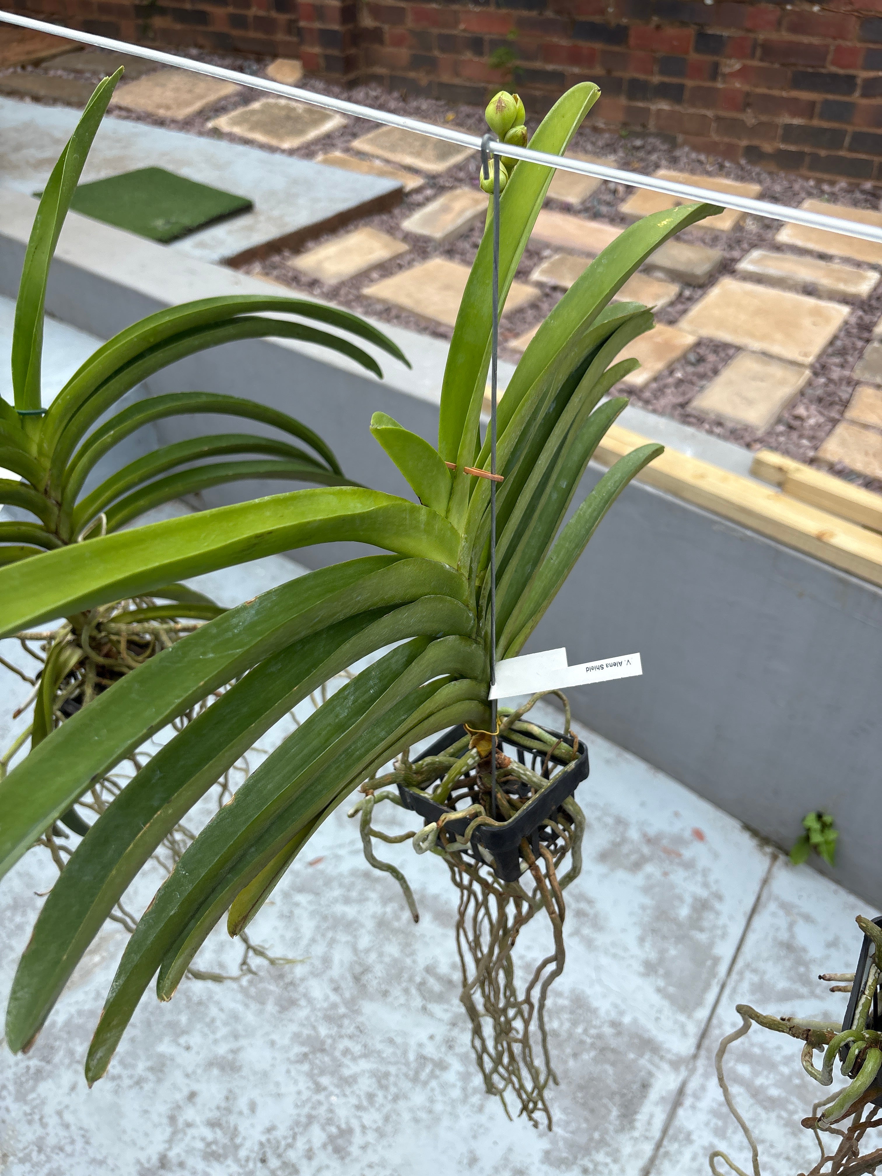 Vanda ‘Alena Shield’ – In Spike (Exact Plant)