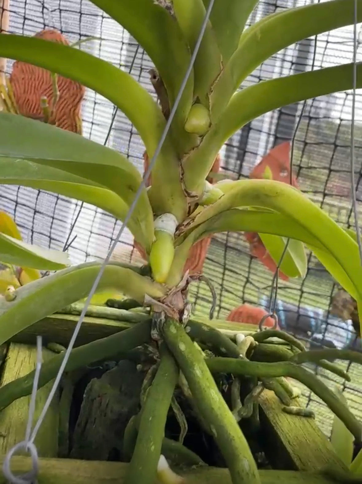 Orchids & Exotics Professional Orchid Nutrition Kit