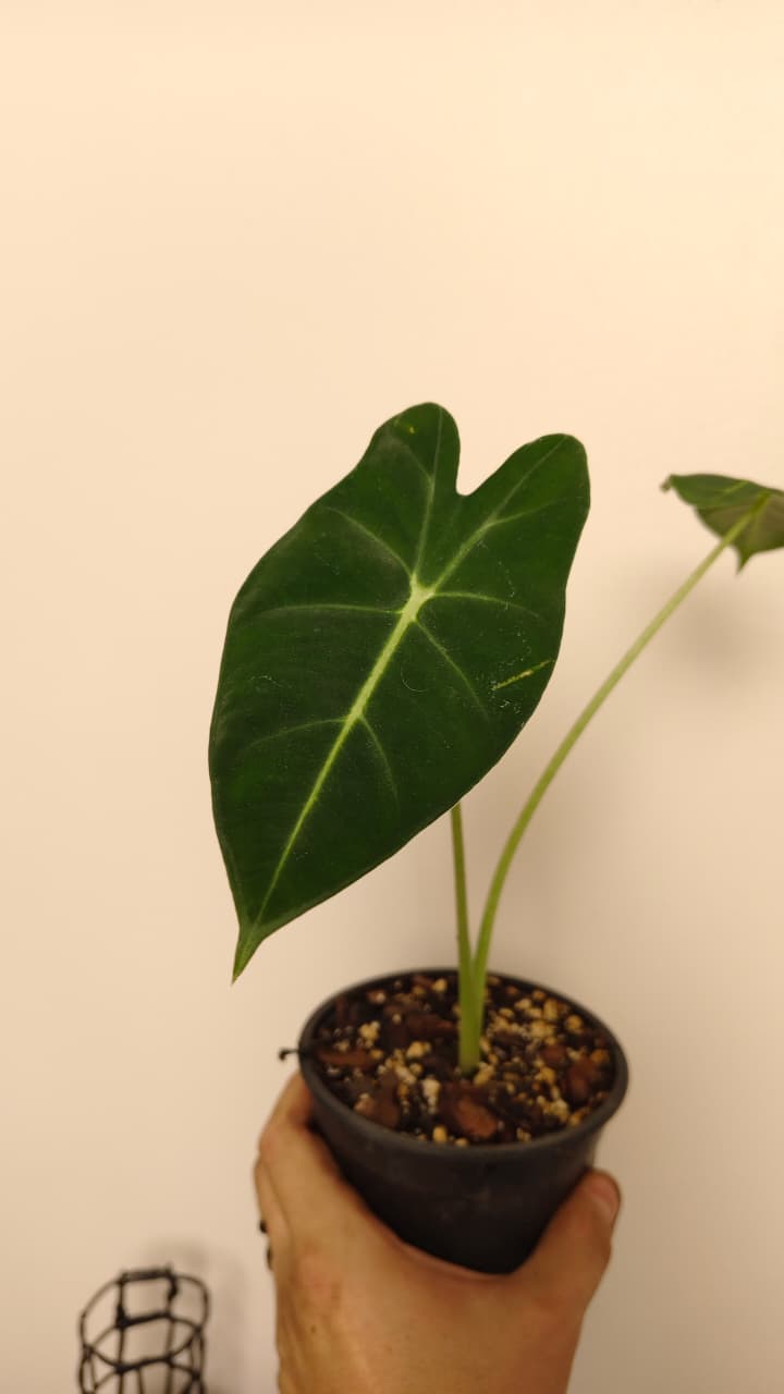 Alocasia ‘Frydek’ (Green Velvet) – Exact Plant