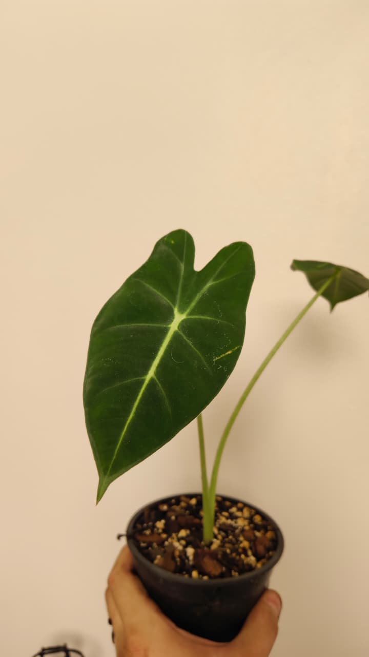 Alocasia ‘Frydek’ (Green Velvet) – Exact Plant