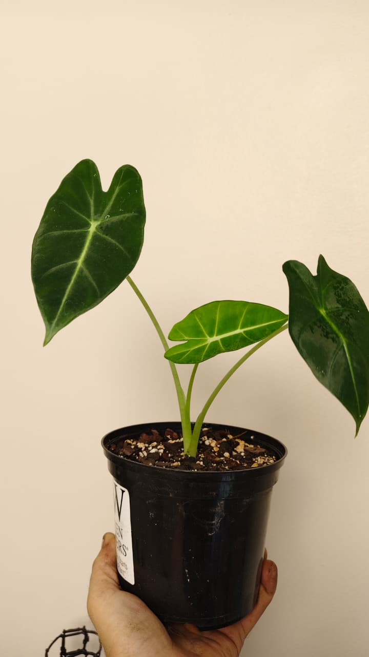 Alocasia ‘Frydek’ (Green Velvet) – Exact Plant