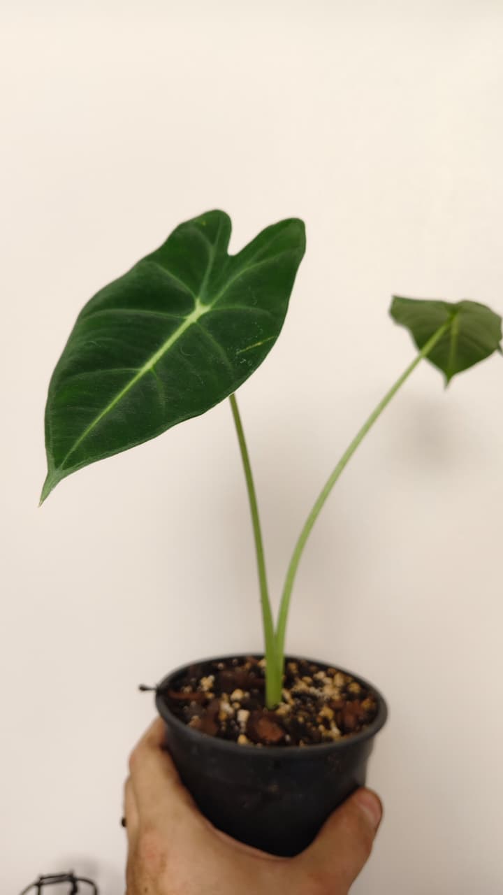 Alocasia ‘Frydek’ (Green Velvet) – Exact Plant