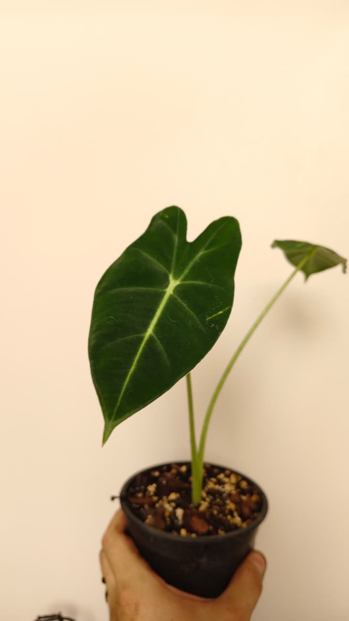 Alocasia ‘Frydek’ (Green Velvet) – Exact Plant
