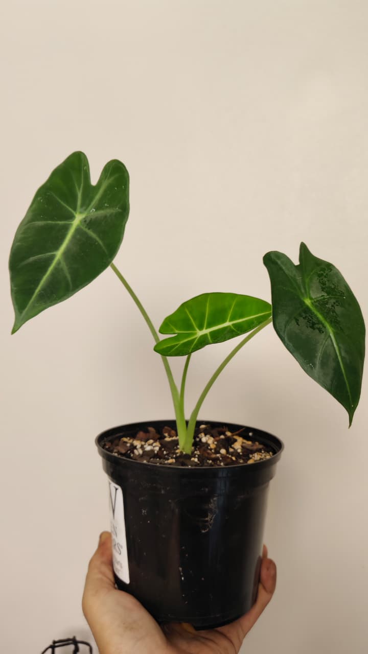 Alocasia ‘Frydek’ (Green Velvet) – Exact Plant
