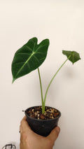 Alocasia ‘Frydek’ (Green Velvet) – Exact Plant