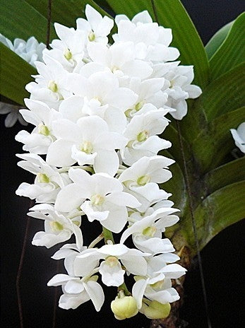 Rhynchostylis coelestis f. alba – In Spike (Exact Plant)