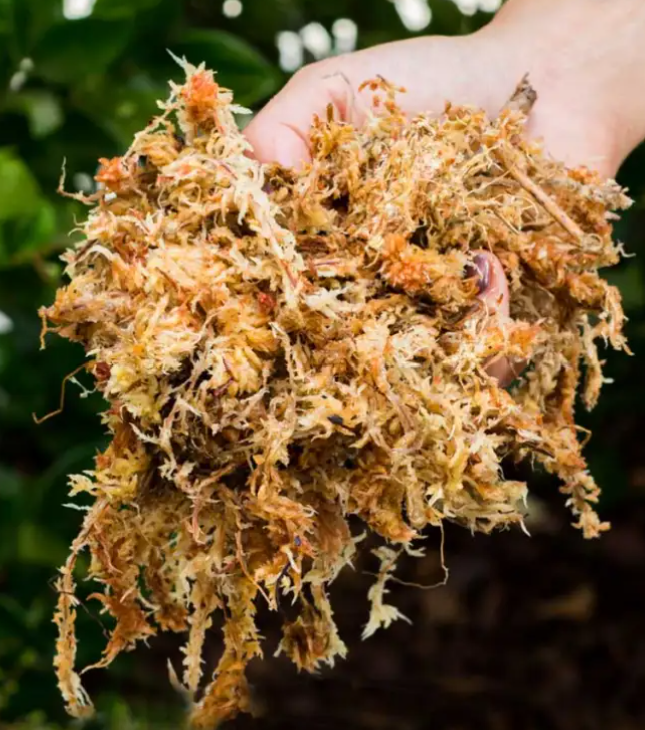 Sphagnum Moss 1L
