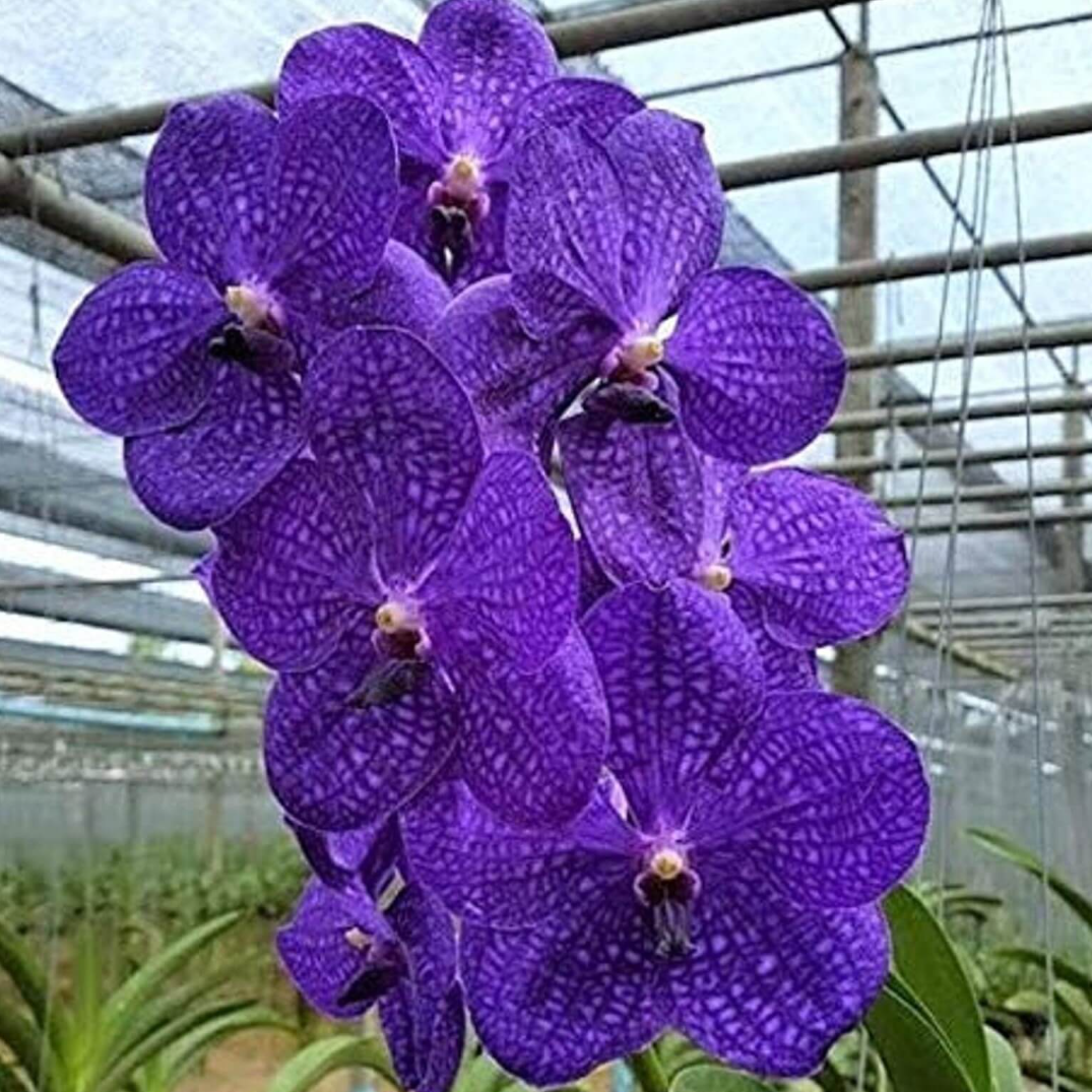 Vanda Orchids