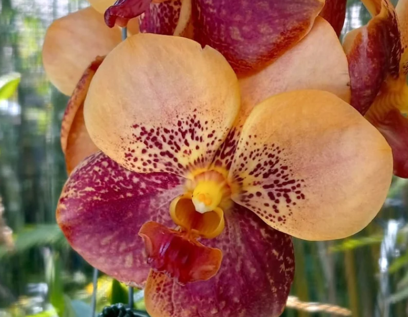 Vanda ‘Suvarnabhumi Carnival’ – In Spike (Exact Plant)