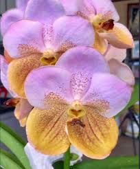 Vanda ‘Alena Shield’ – In Spike (Exact Plant)