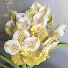 Vanda ‘50th Jubilee’ – In Spike (Exact Plant)